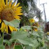 කාර්යාලීය ගෙවත්ත